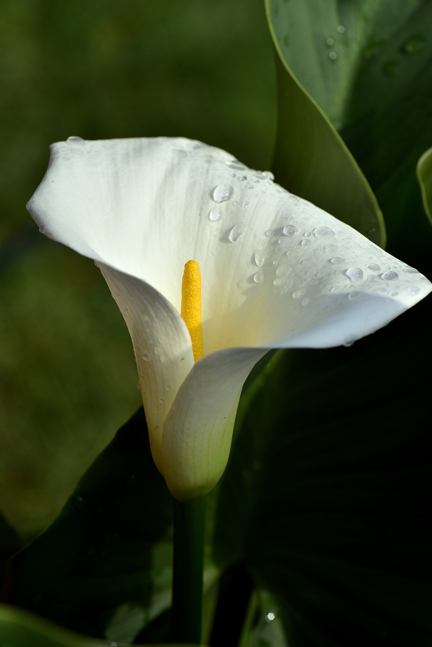 calla, blossom, flower wallpaper-3558164.jpg