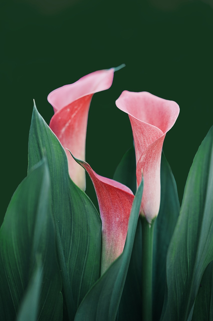 flowers, phone wallpaper, calla lilies-6229866.jpg